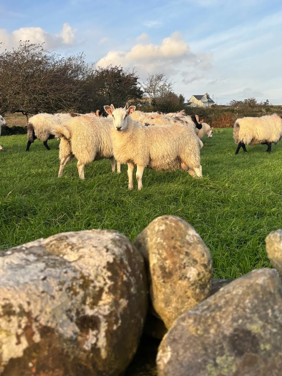 North county Cheviot cross ram lambs - Image 1