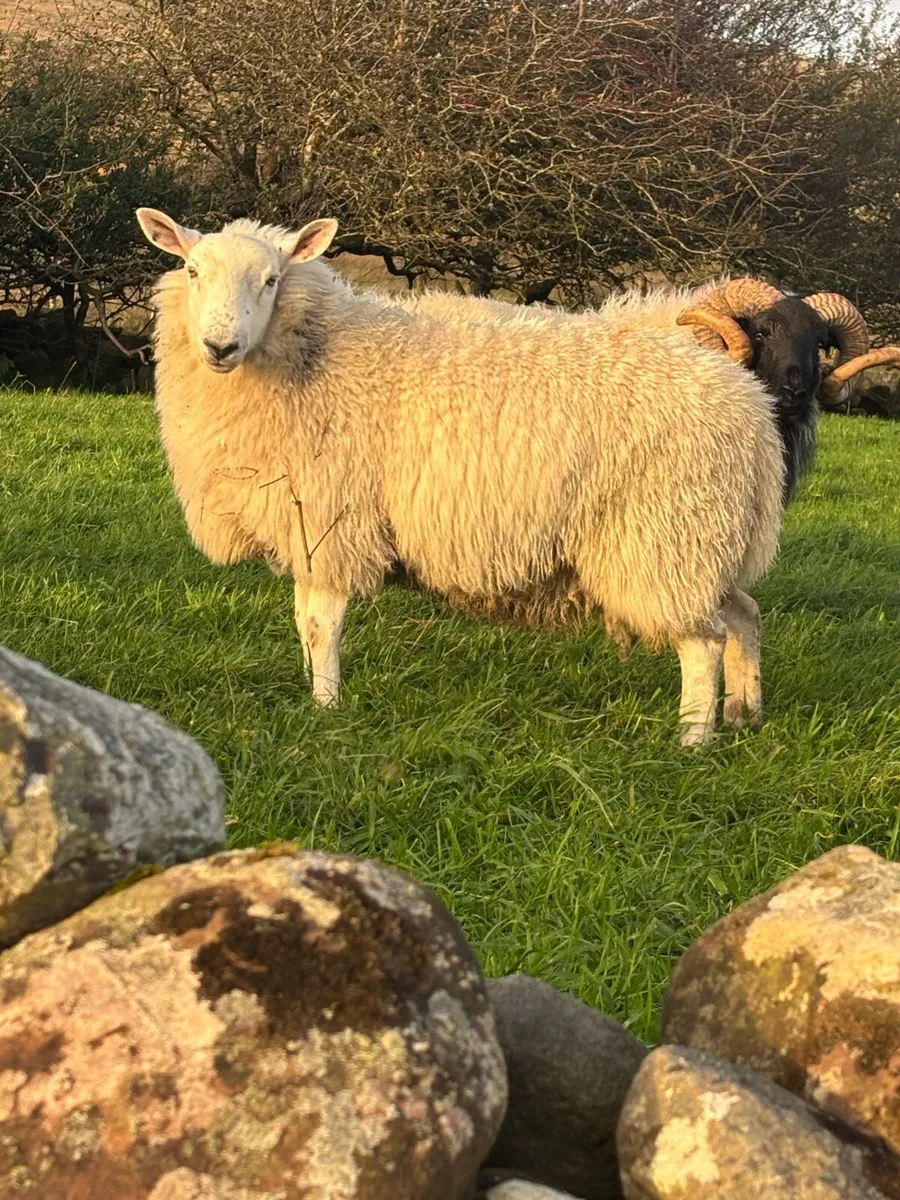 North county Cheviot cross ram lambs - Image 2