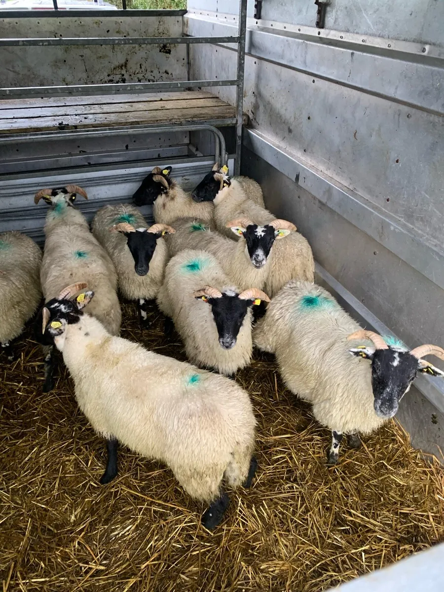 ⭐ Lanark Ewe lambs ⭐ - Image 1