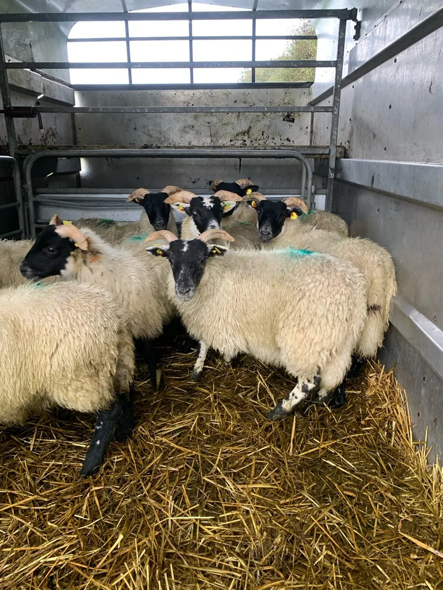 ⭐ Lanark Ewe lambs ⭐ - Image 2