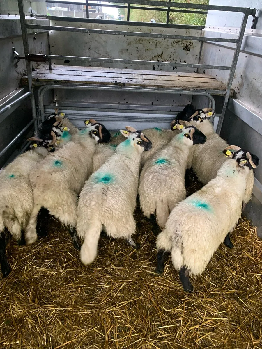 ⭐ Lanark Ewe lambs ⭐ - Image 3