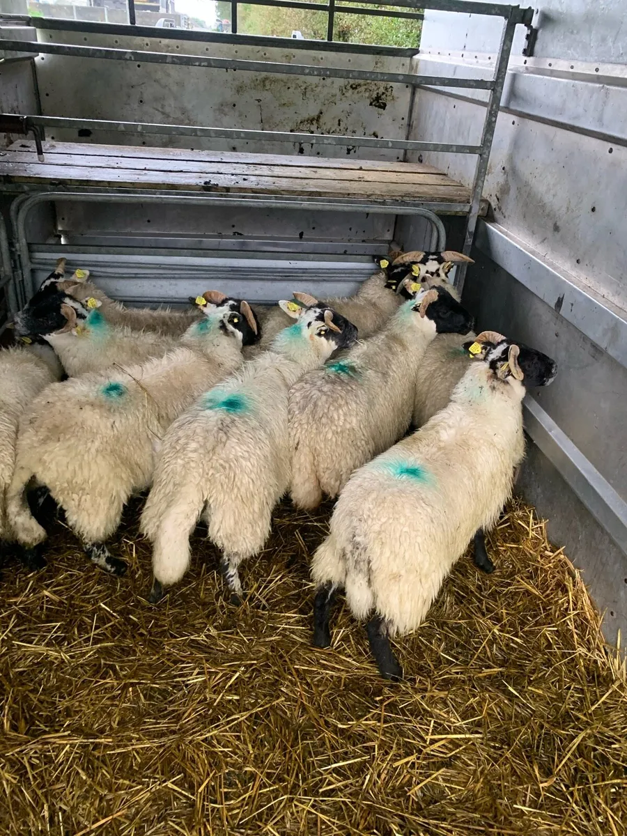 ⭐ Lanark Ewe lambs ⭐ - Image 4