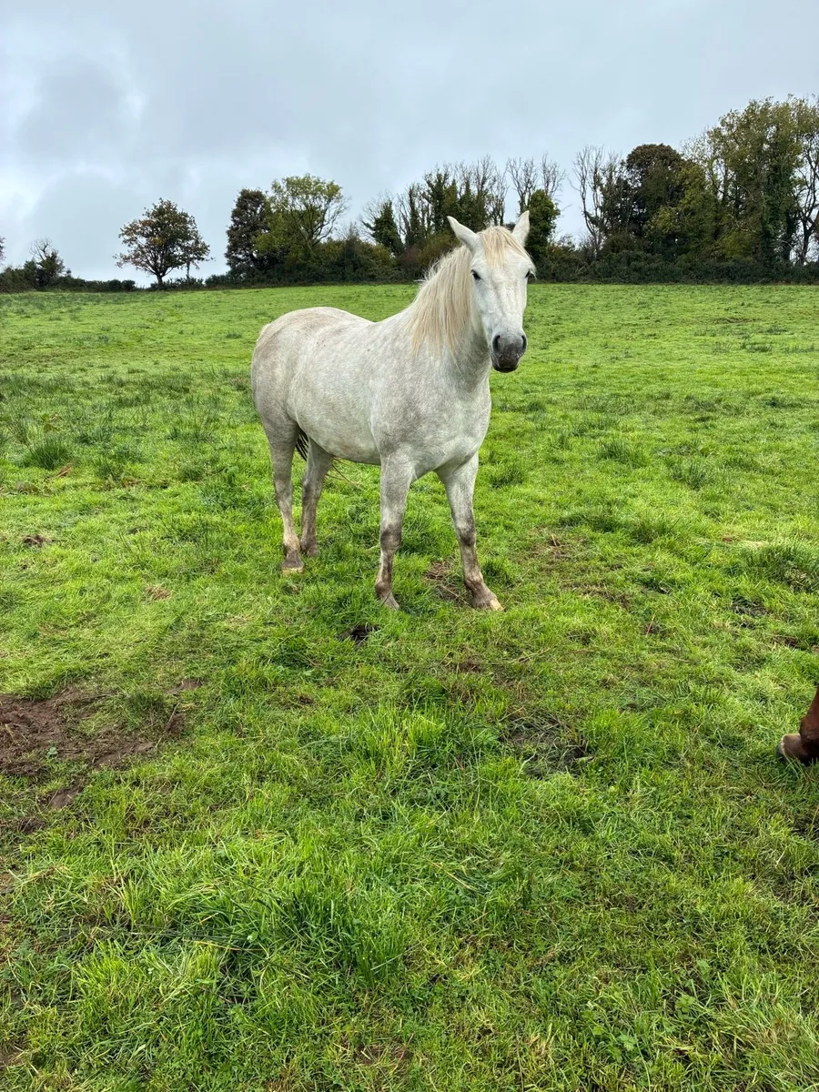 3 year old Draught Gelding - Image 1