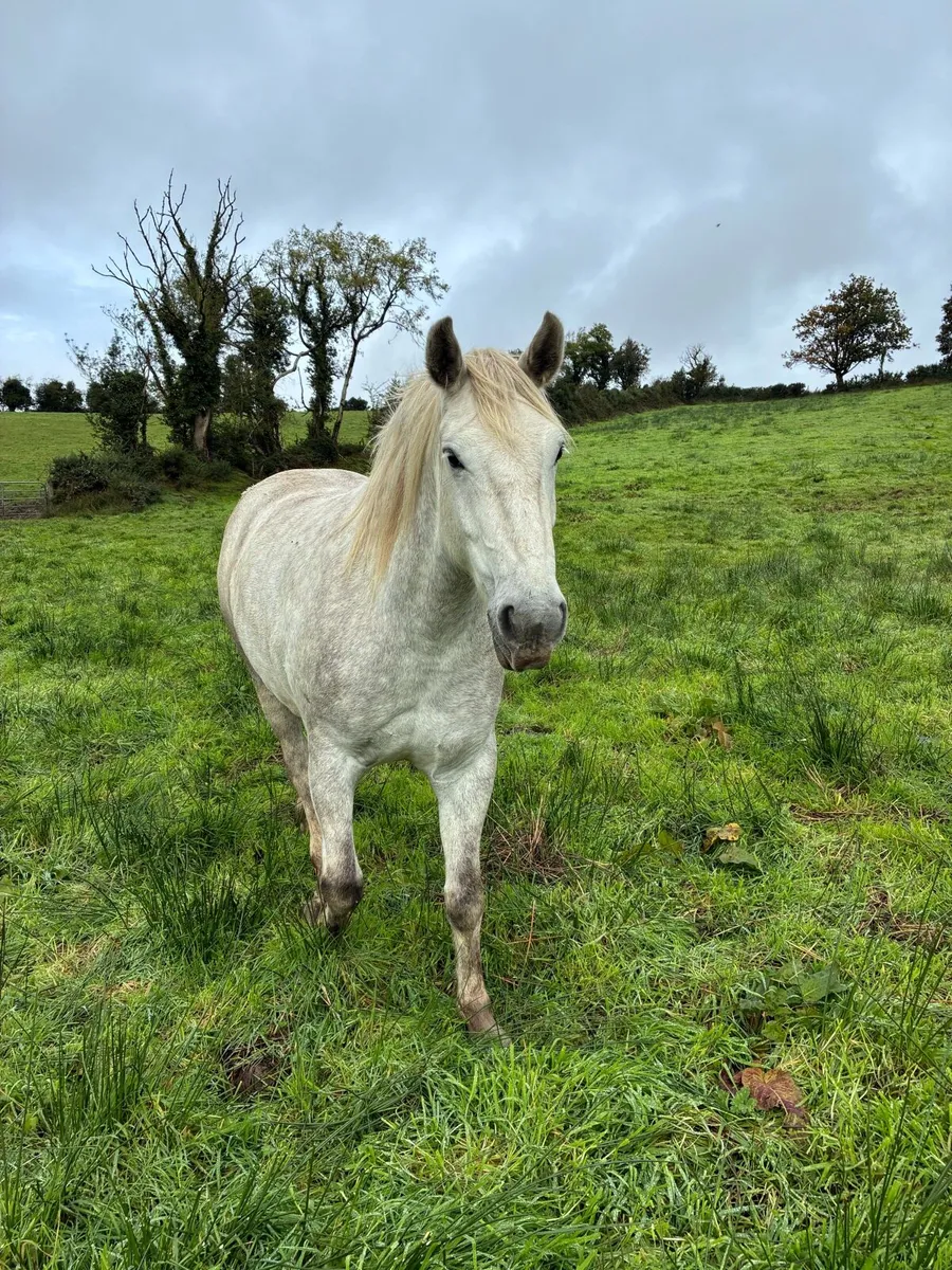 3 year old Draught Gelding - Image 2