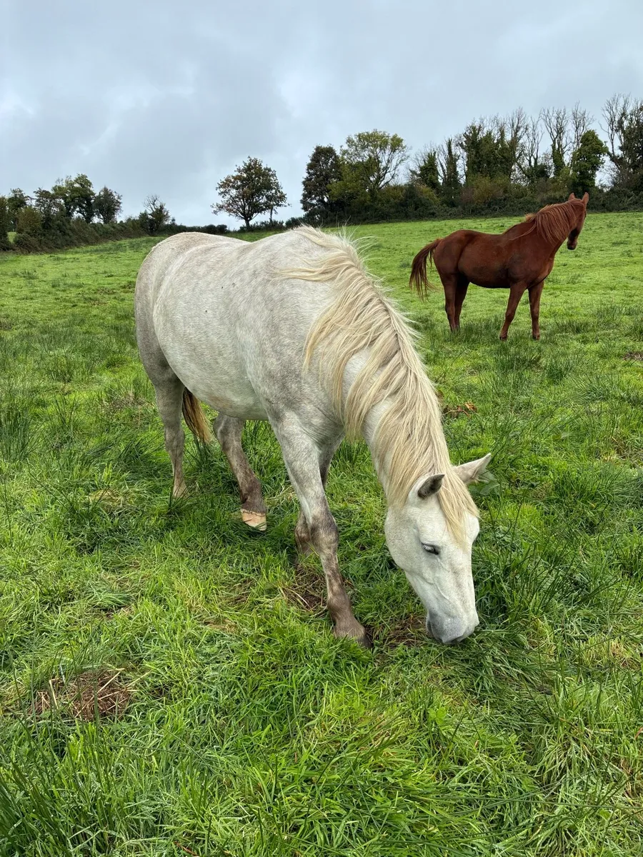 3 year old Draught Gelding - Image 3
