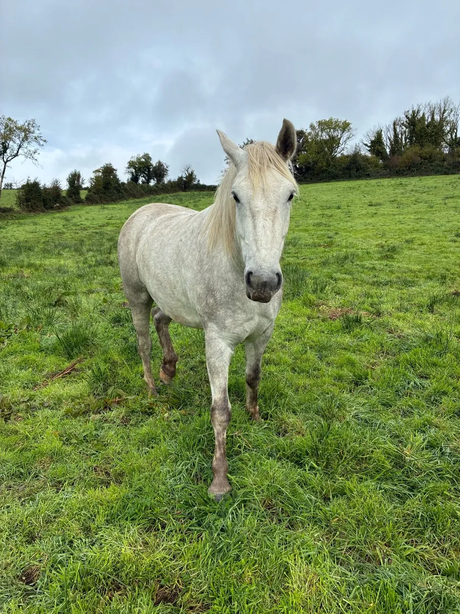 3 year old Draught Gelding - Image 4