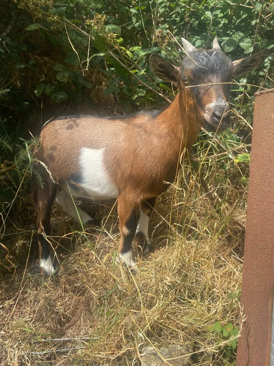 Pygmy Female Goat - Image 2