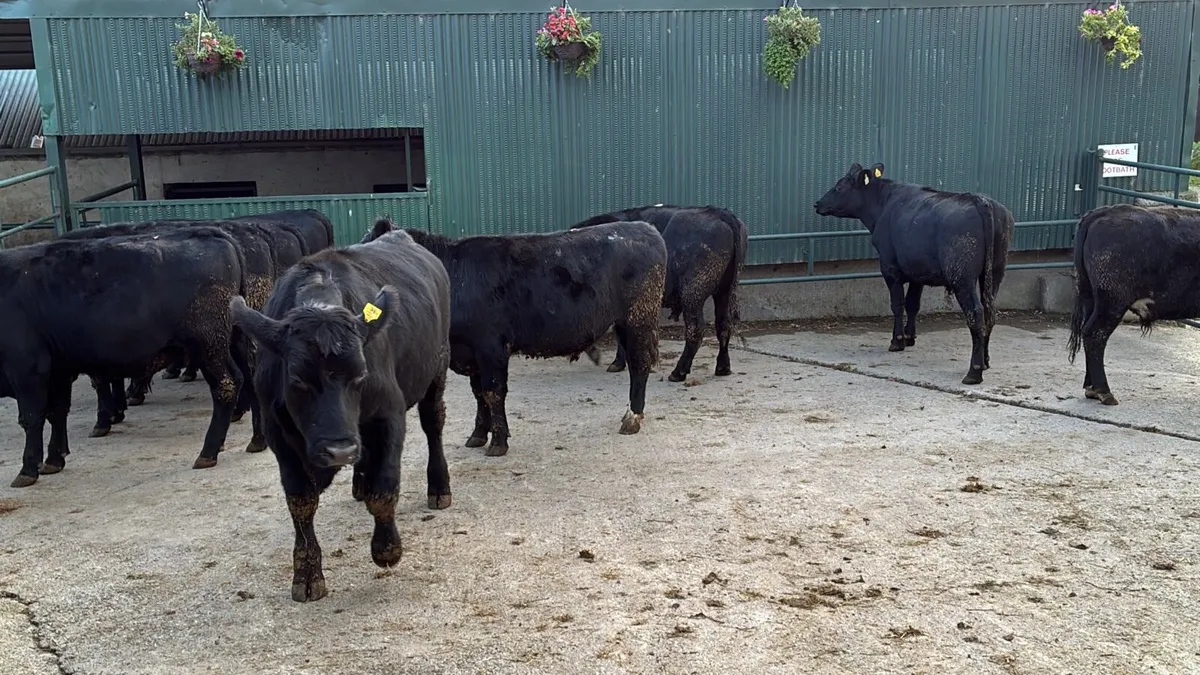 20 super 480 Angus store bullocks - Image 2