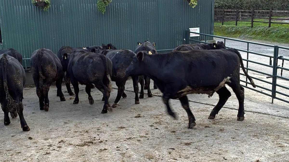 20 super 480 Angus store bullocks - Image 3
