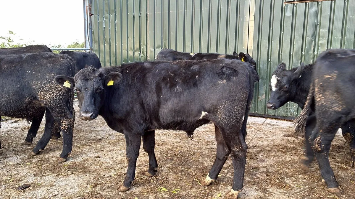 20 super 480 Angus store bullocks - Image 4