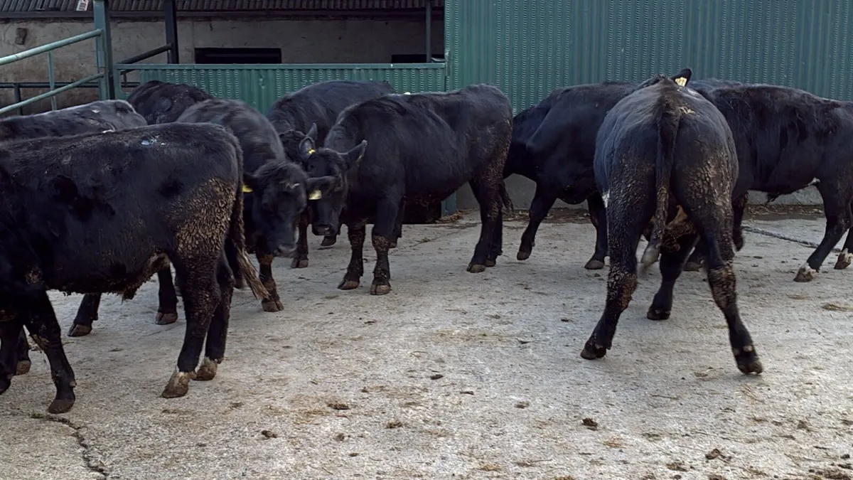 20 super 480 Angus store bullocks - Image 1