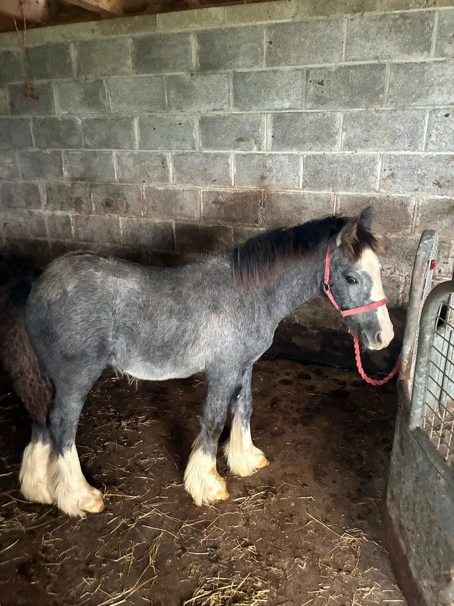 Colt foal - Image 1