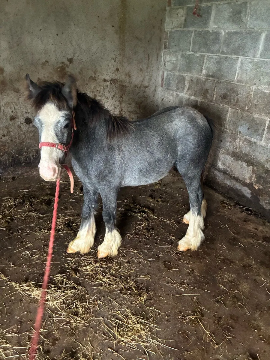 Colt foal - Image 2