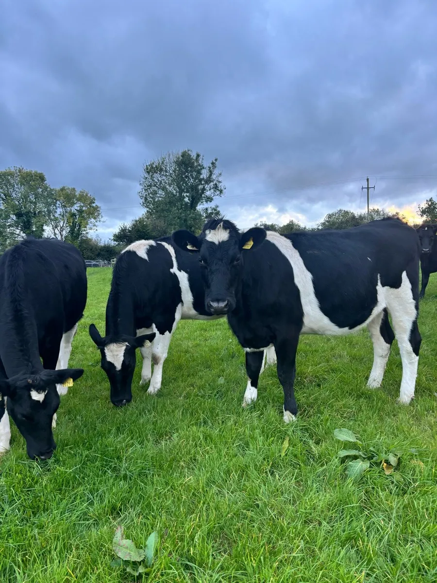 Maiden Heifers - Image 3
