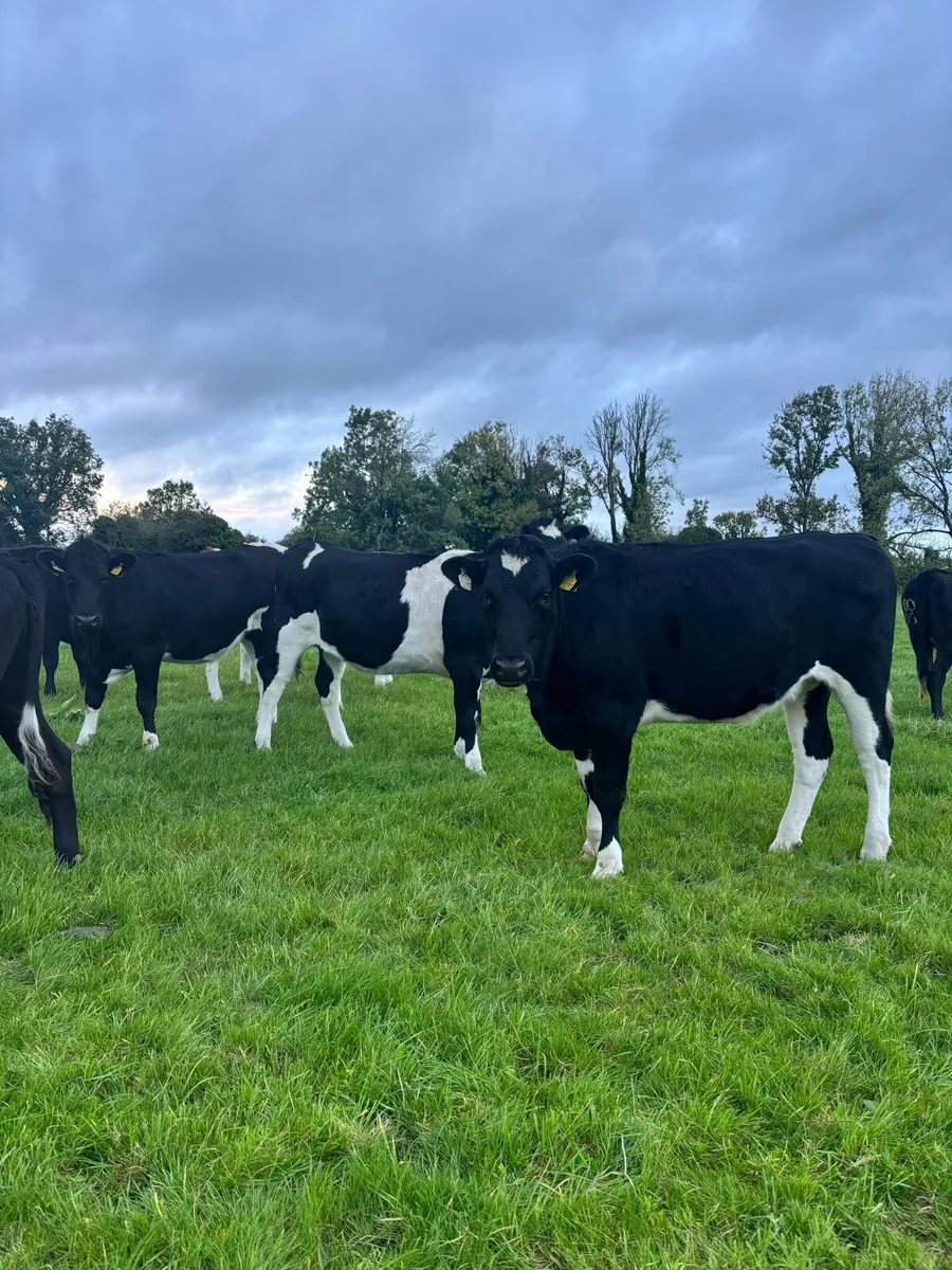 Maiden Heifers - Image 4