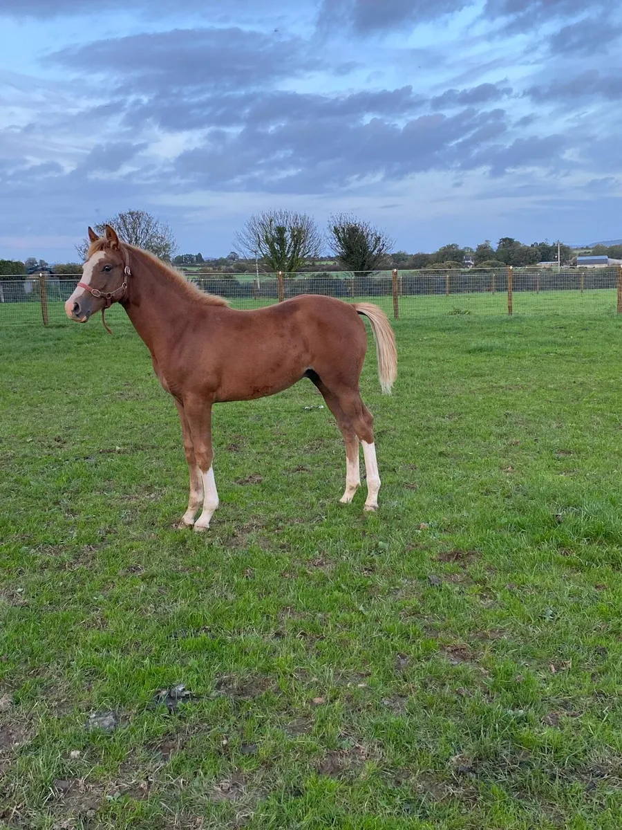 Future Star ****Quality Foal - Image 1