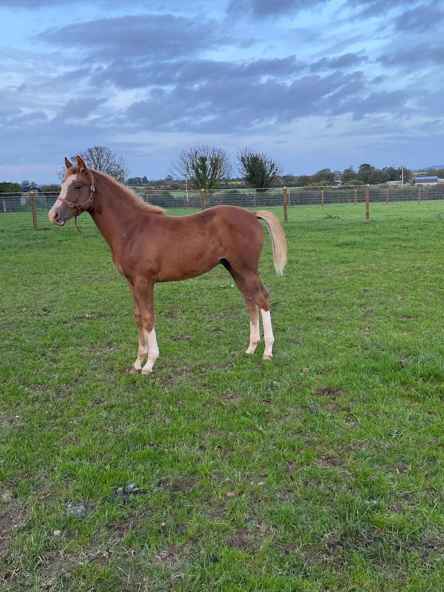 Future Star ****Quality Foal - Image 2