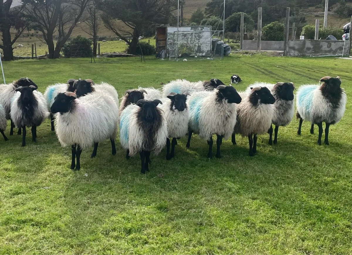 Ewe lambs - Image 1