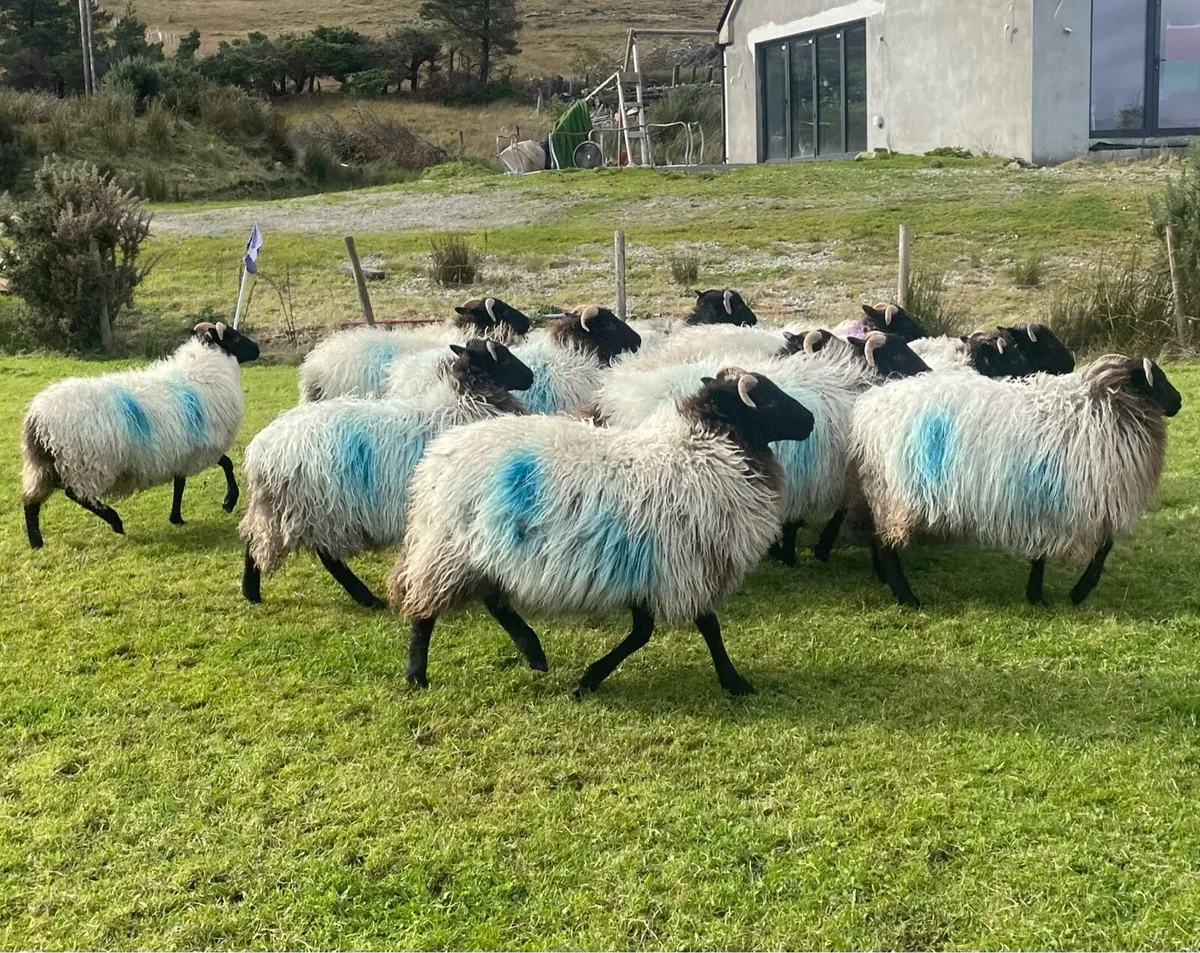 Ewe lambs - Image 2