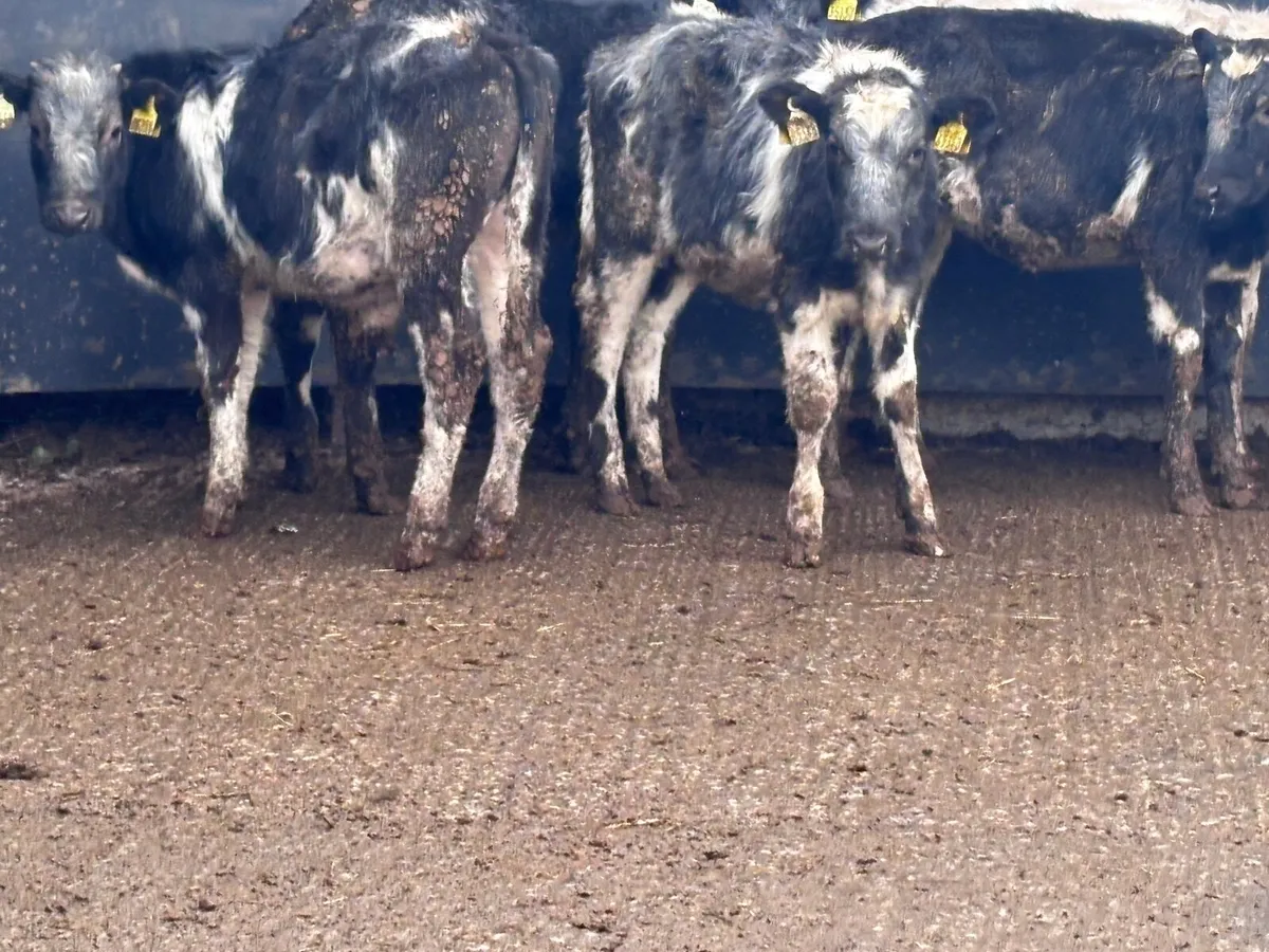 5 Belgium blue weanlings for sale @€595 - Image 1