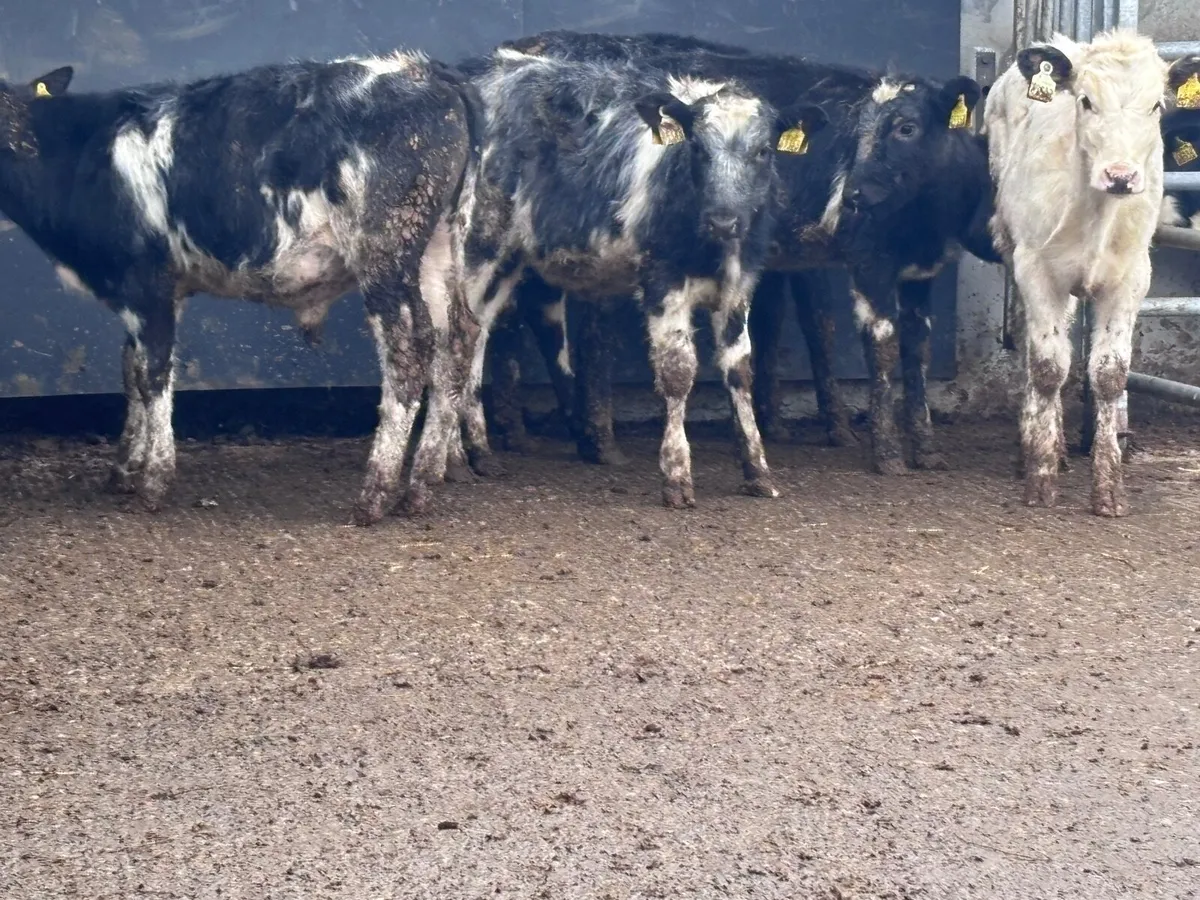 5 Belgium blue weanlings for sale @€595 - Image 2