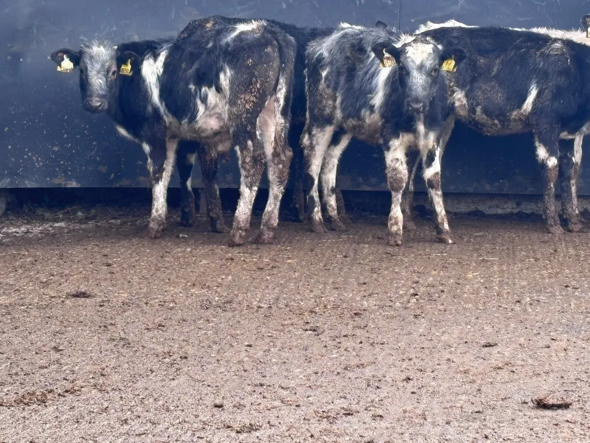 5 Belgium blue weanlings for sale @€595 - Image 3