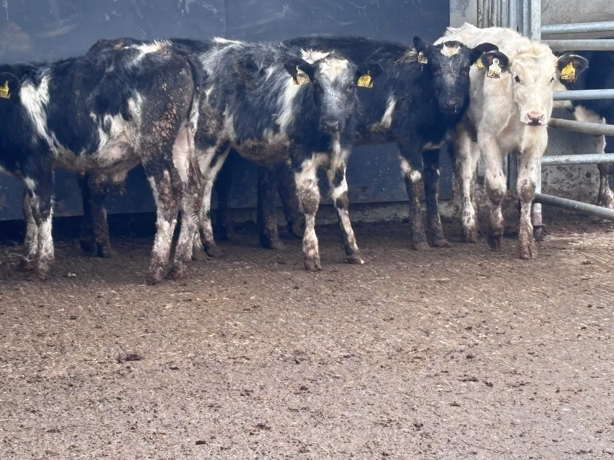 5 Belgium blue weanlings for sale @€595 - Image 4