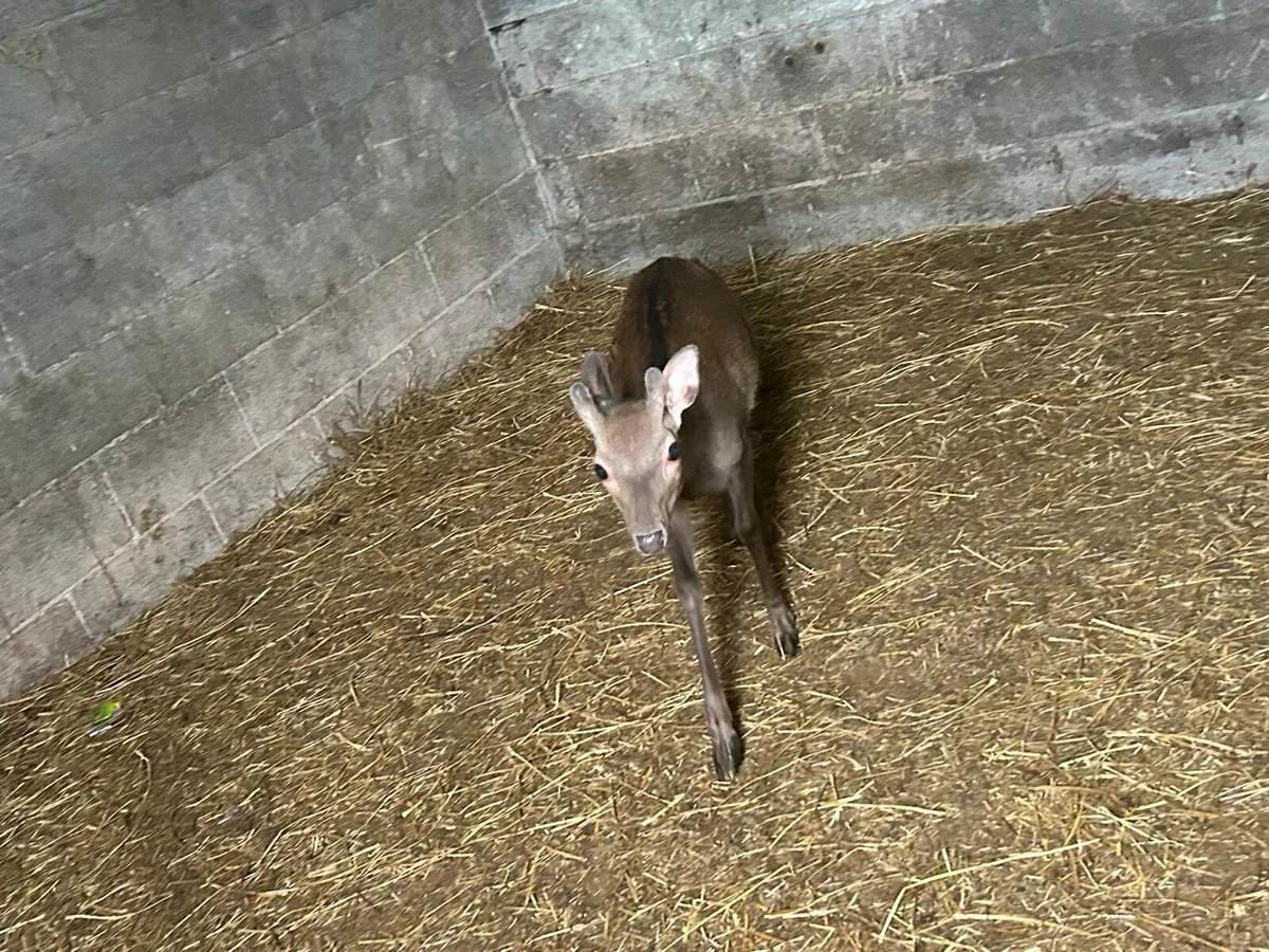 2 Sika Deer For Sale - Image 2