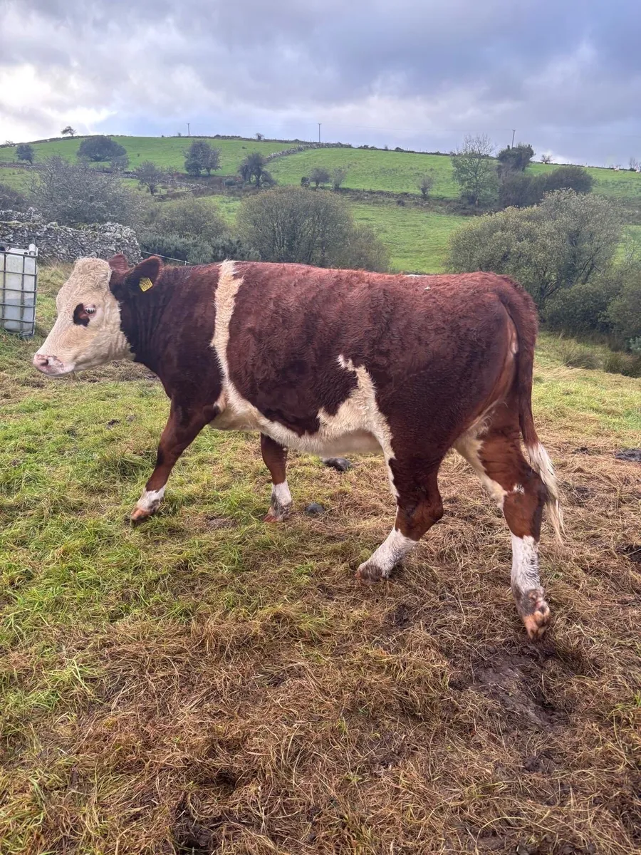 Heifer