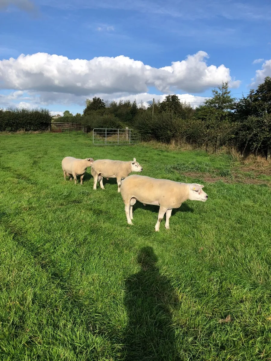 Purebred Rams - Image 1