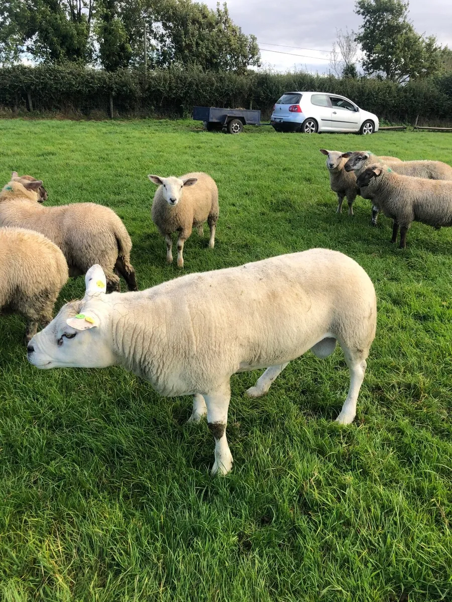 Purebred Rams - Image 2