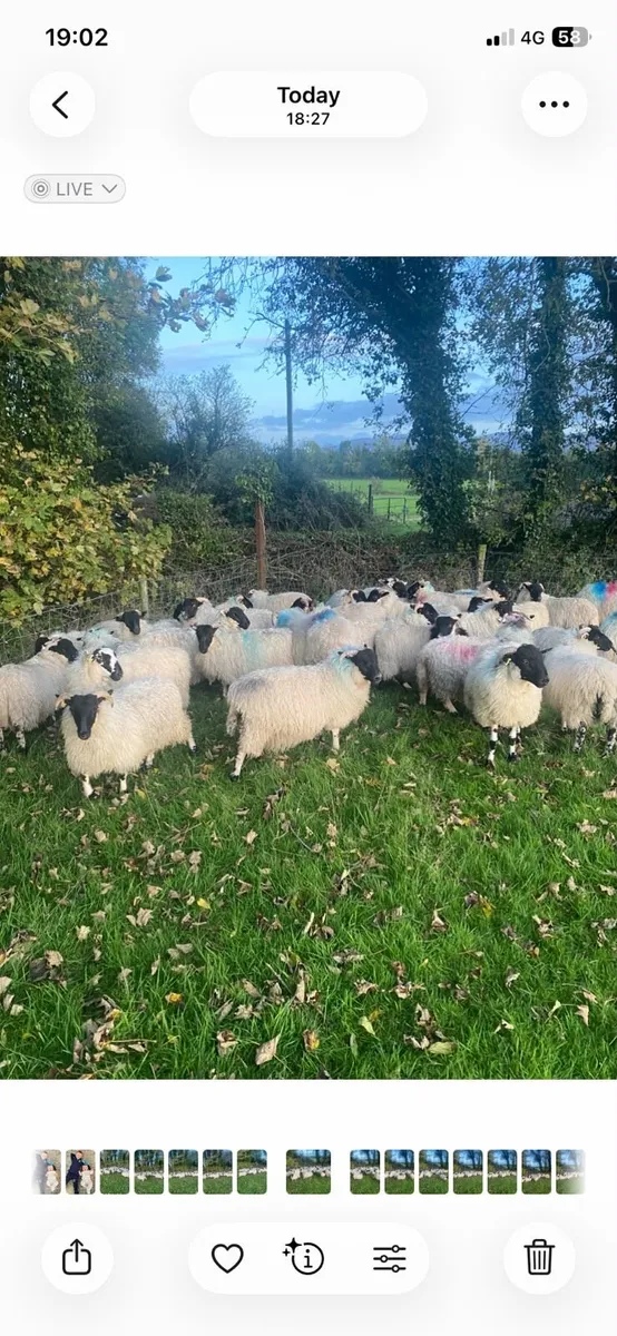 Scotch Ewe Lambs