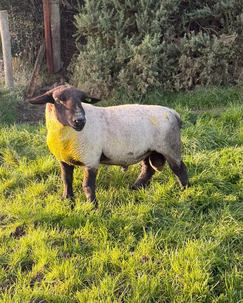P/B Suffolk Ram - Image 1
