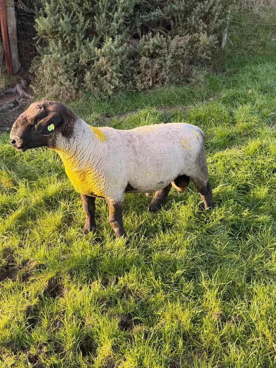 P/B Suffolk Ram - Image 2