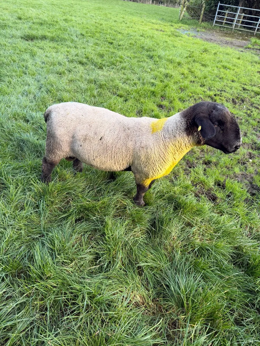 P/B Suffolk Ram - Image 3