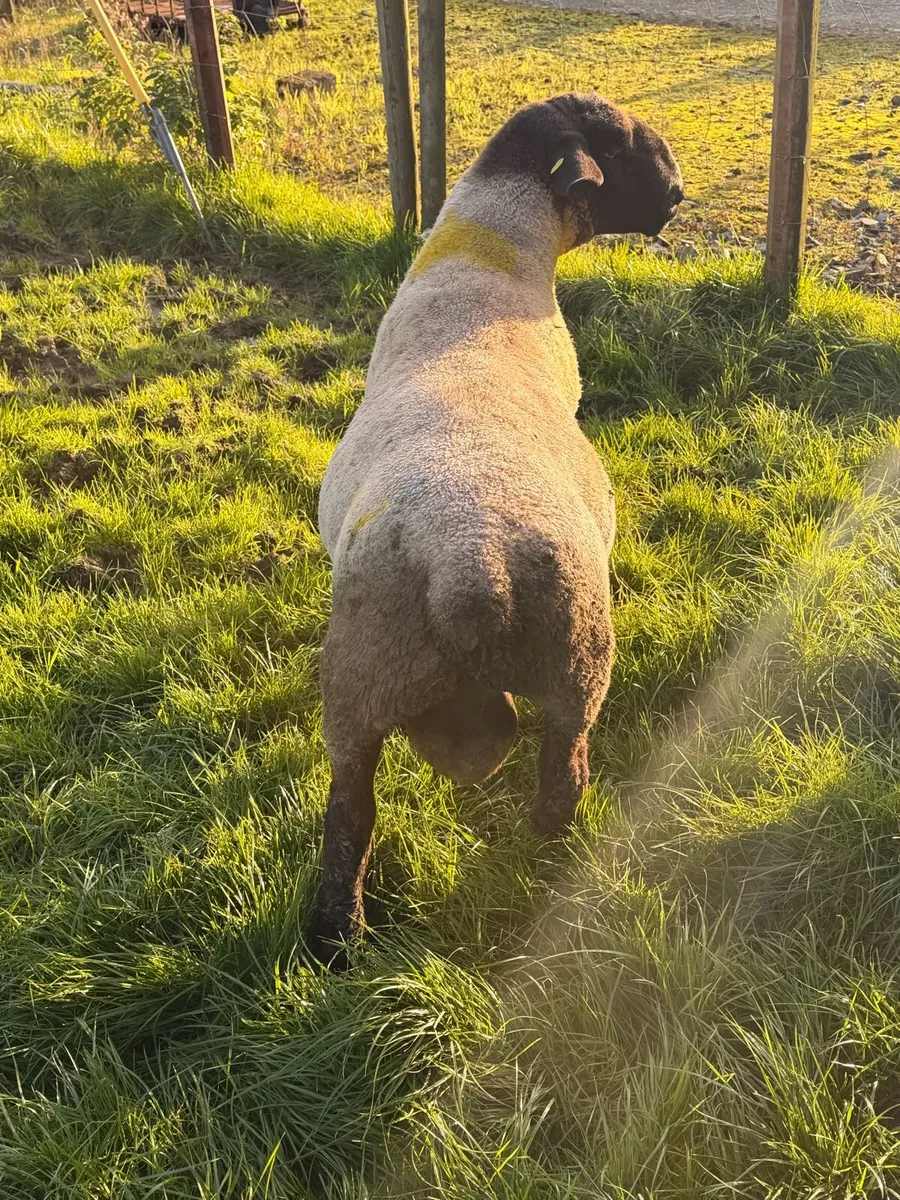 P/B Suffolk Ram - Image 4