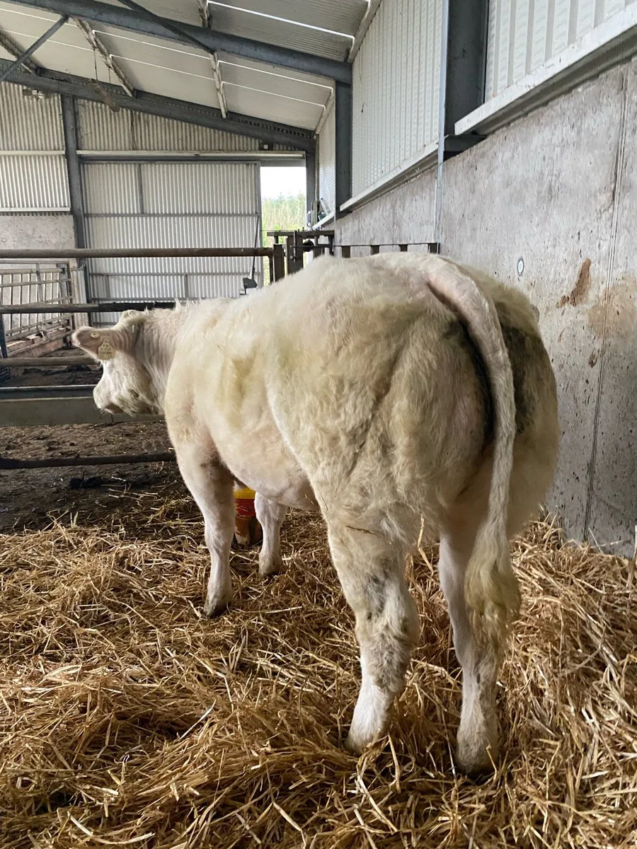 💥💥Smashing heifer💥💥 - Image 1