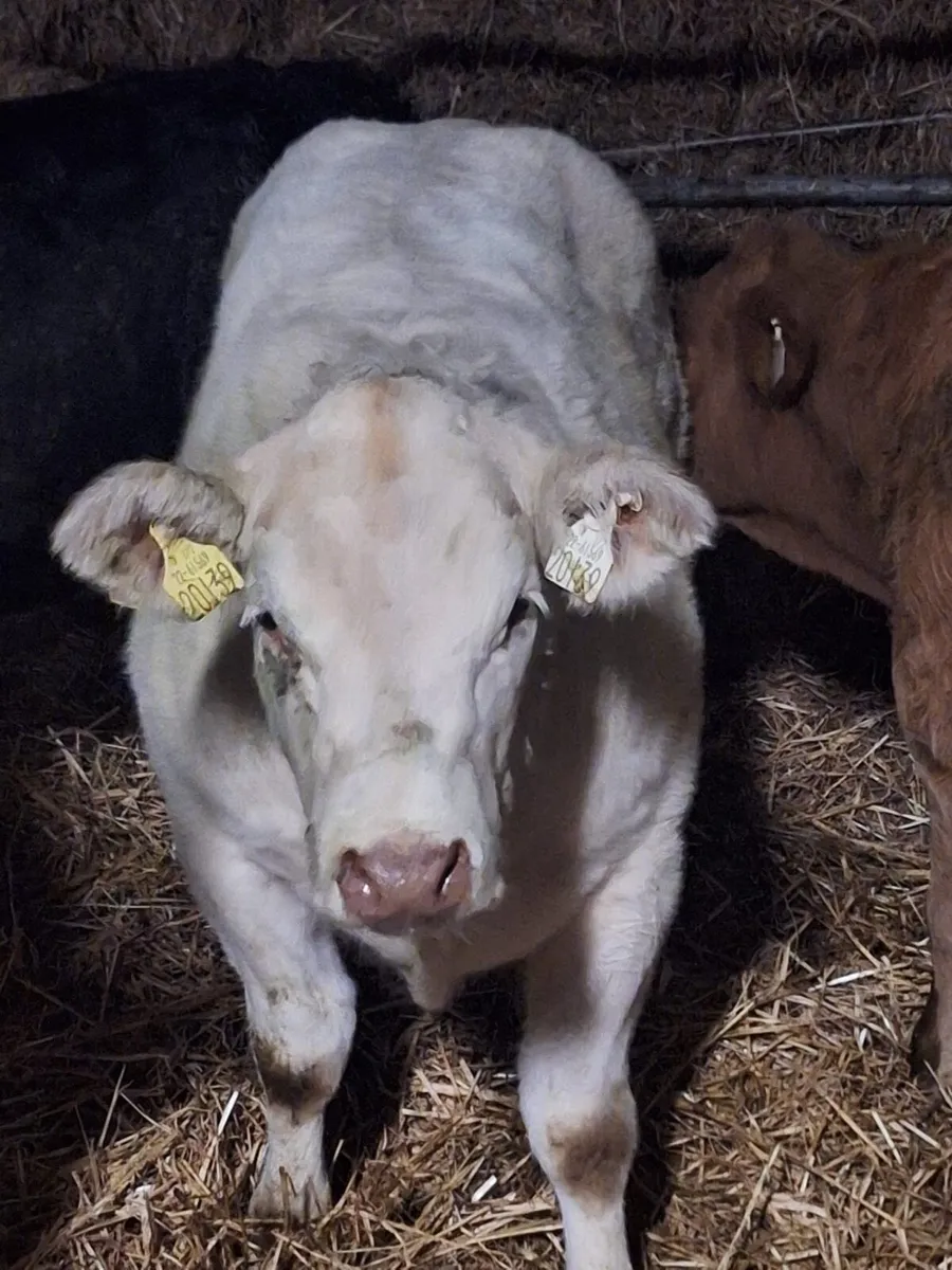 💥💥Smashing heifer💥💥 - Image 2