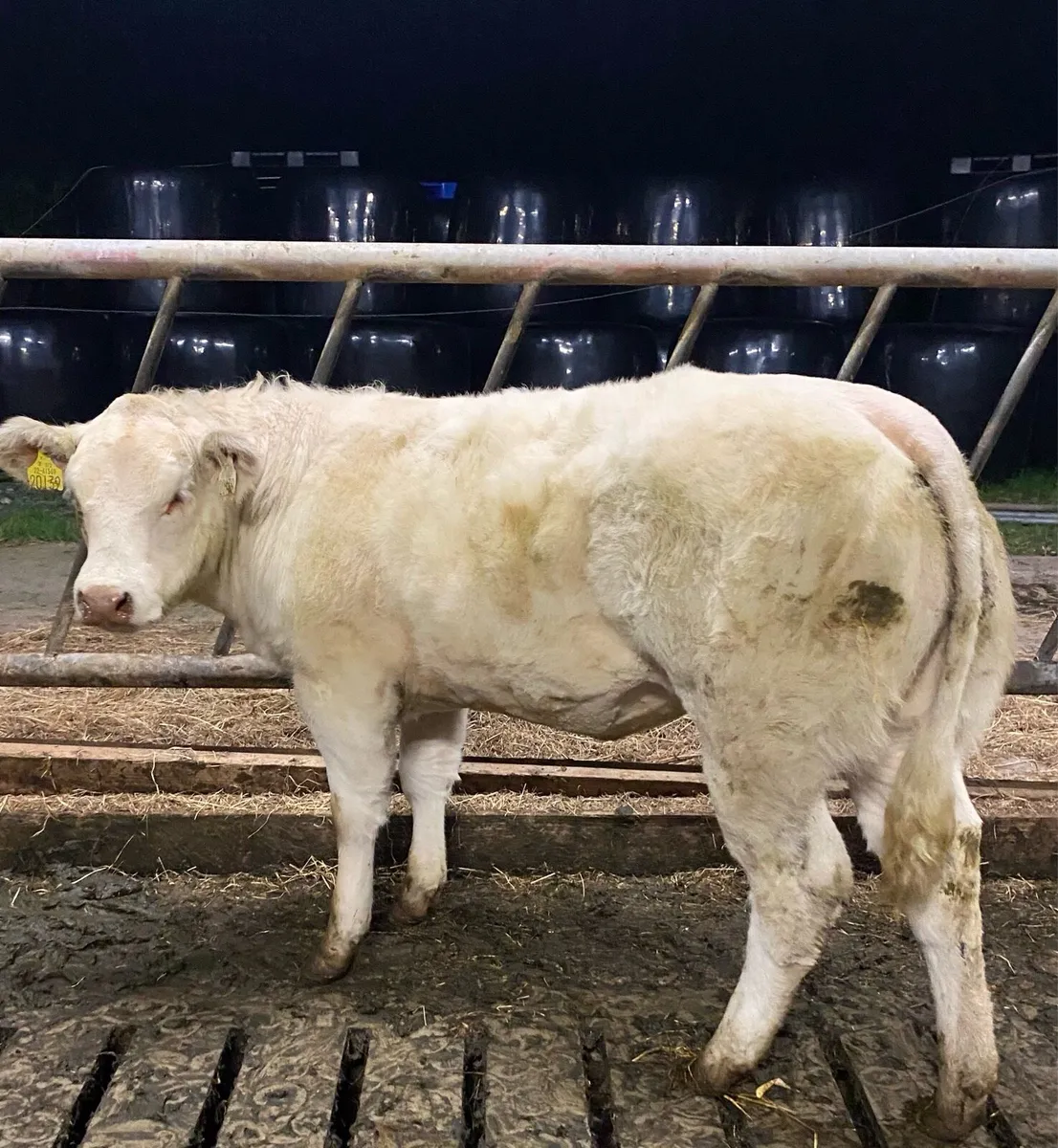 💥💥Smashing heifer💥💥 - Image 3