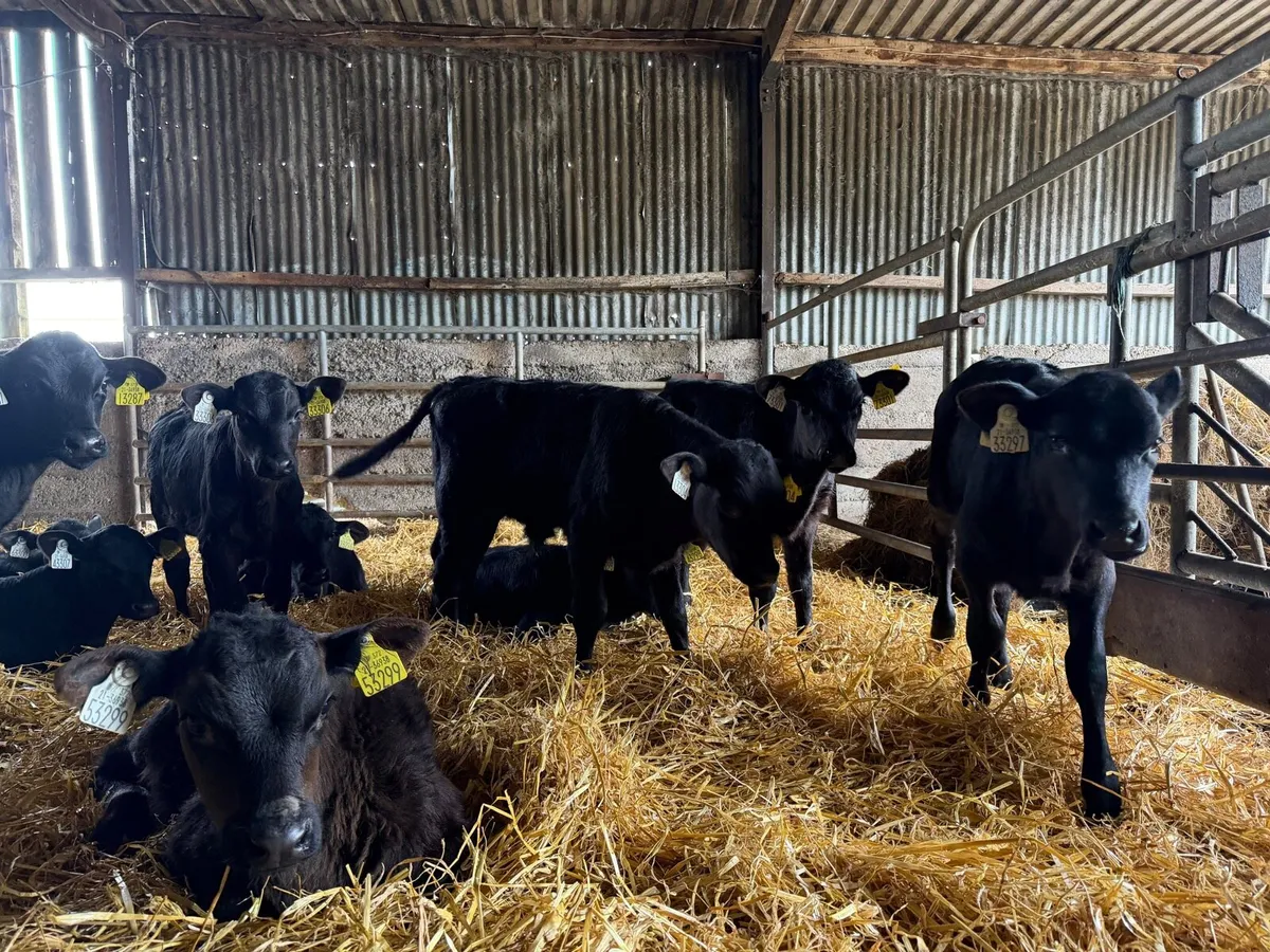 Angus Calves - Image 1