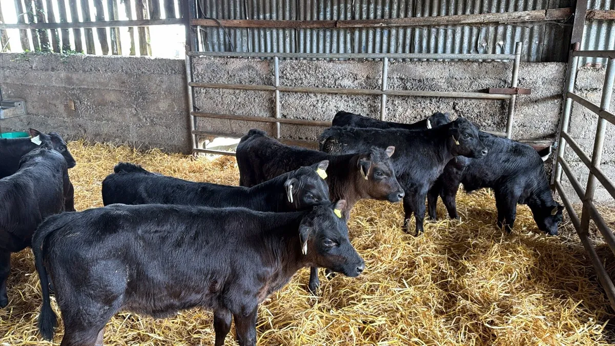 Angus Calves - Image 2