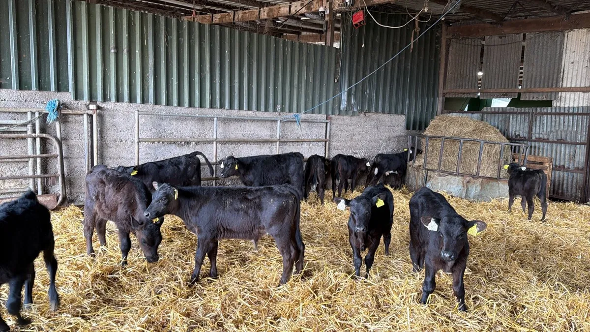 Angus Calves - Image 3