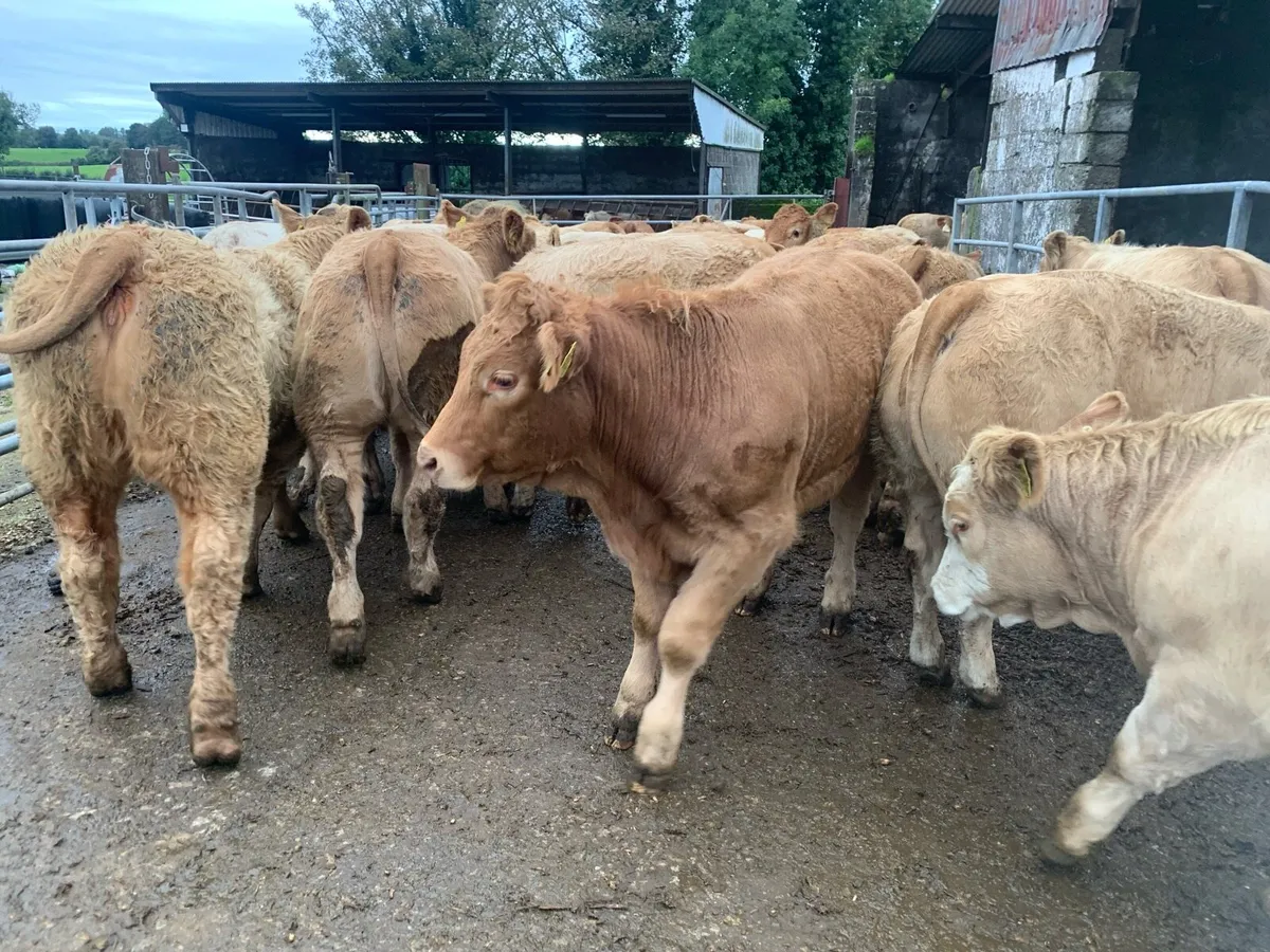 50 super charlaois heifers - Image 2