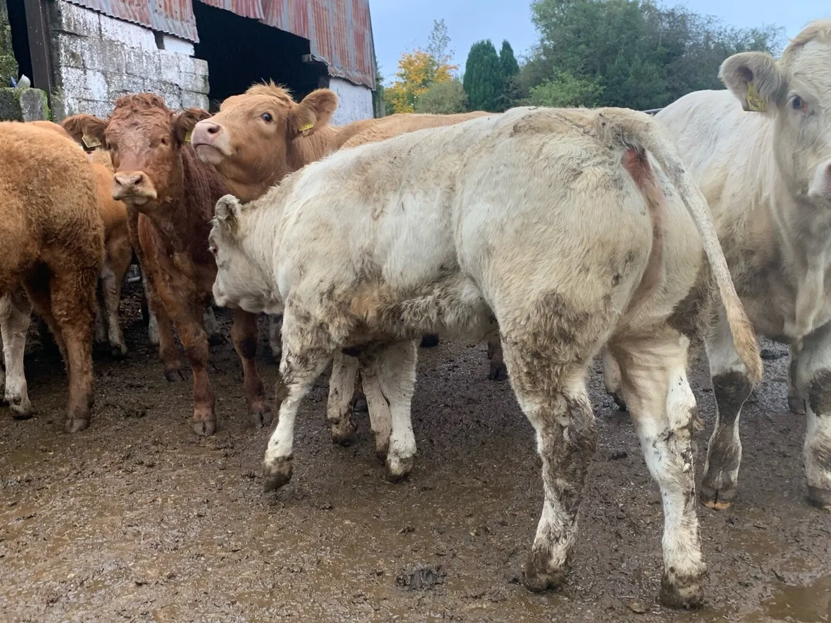 50 super charlaois heifers - Image 3