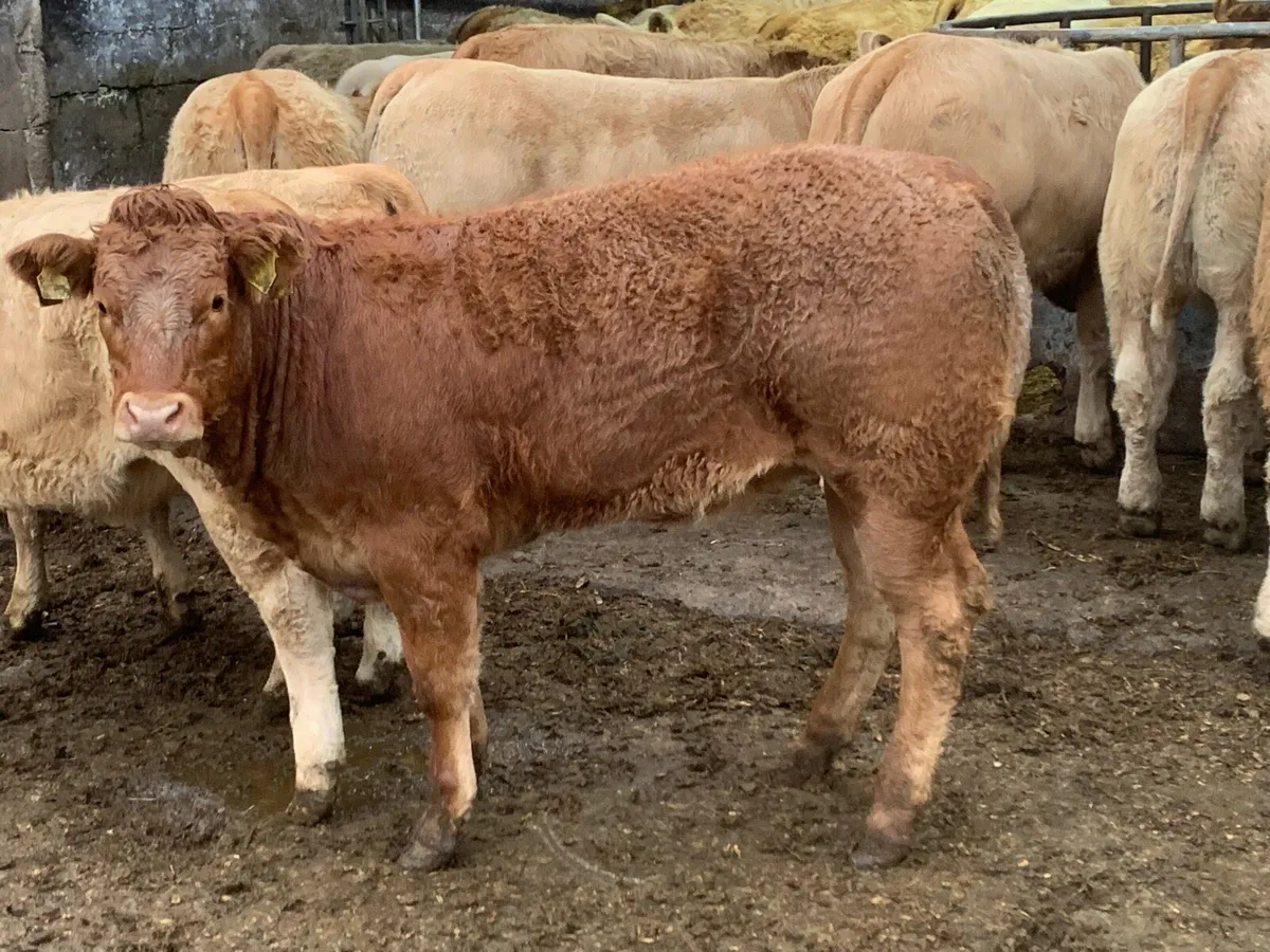 50 super charlaois heifers - Image 4