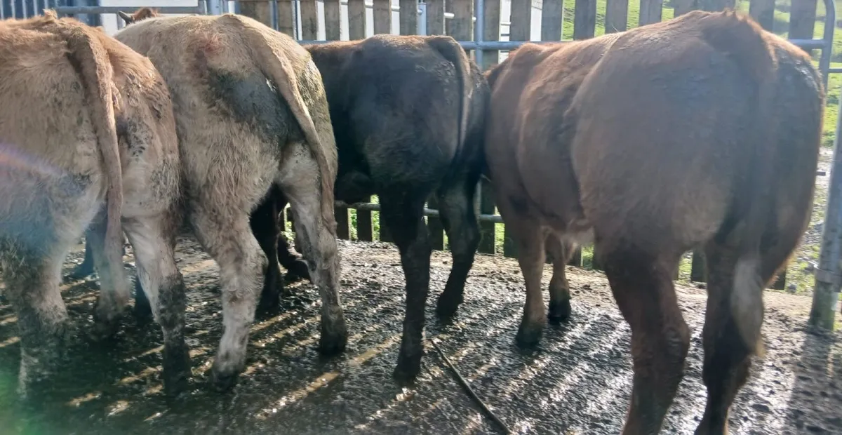 10 super heifers - Image 3