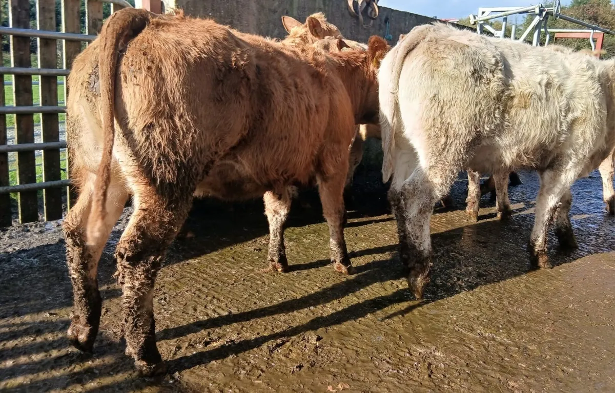 10 super heifers - Image 4