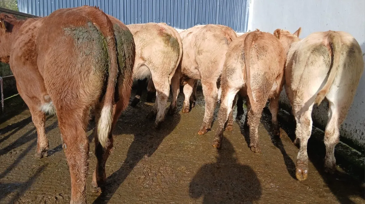 10 super heifers - Image 2