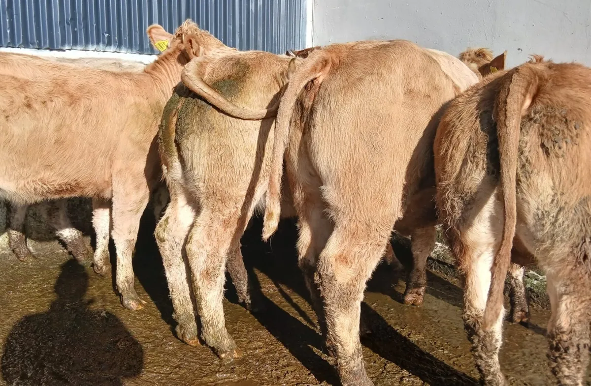 10 super heifers - Image 1