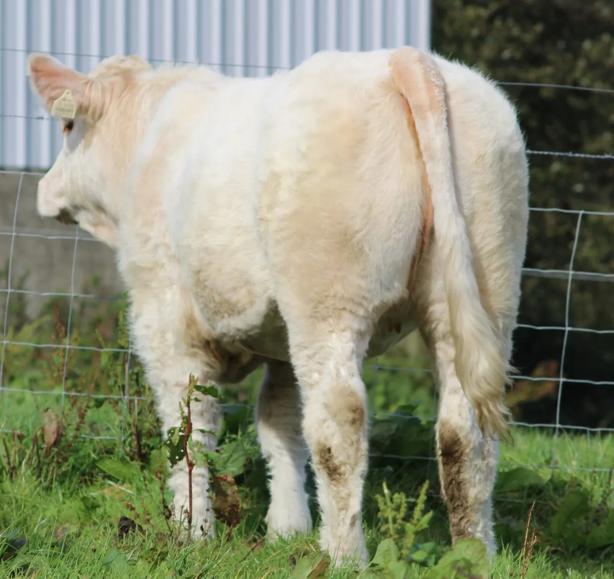 Calves - Image 4
